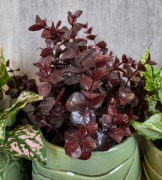 c0b827015f778cc57dbeeaea67978d78