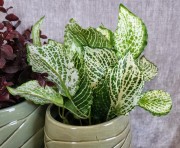 724912525e70868f2006aed7a746d52f