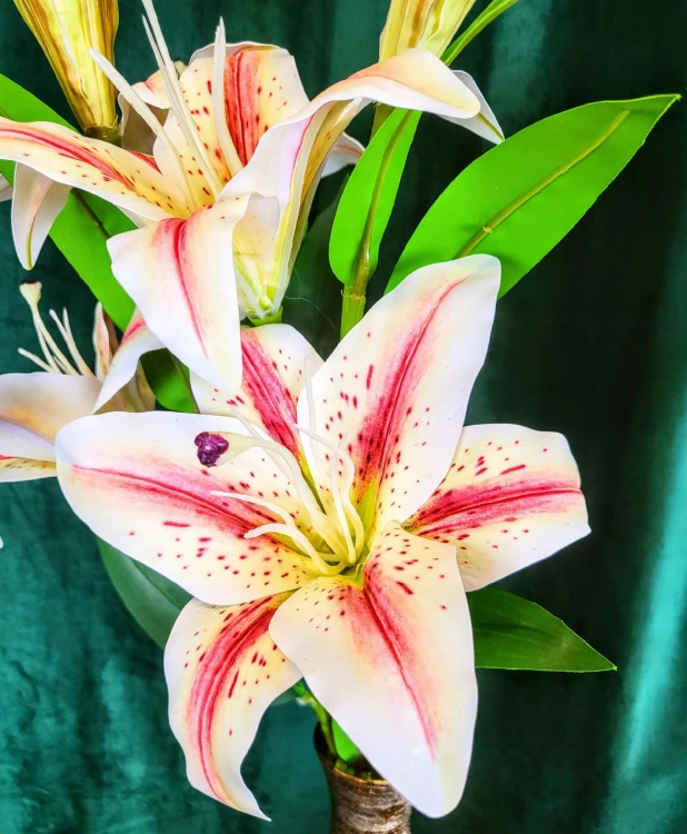 a4f998f1edc2ef88d291242bd1086b12