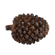 4332ff3ef7a433011ffec540b371338d