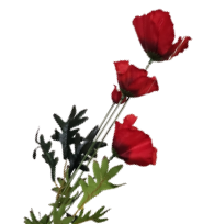 4d8b221db5cee10519dbe1667e5cd688