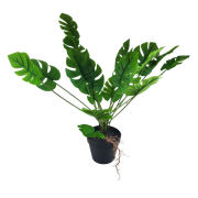 SZTUCZNA ROŚLINA DEKORACYJNA MONSTERA W DONICZCE 50 CM