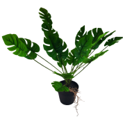 SZTUCZNA ROŚLINA DEKORACYJNA MONSTERA W DONICZCE 50 CM