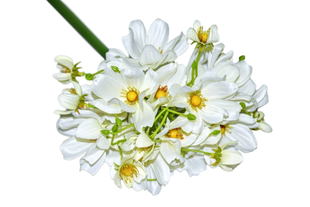 019204198e1aedd2e1f33f1f6a86b548