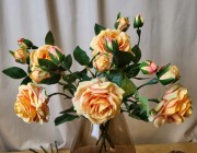 RÓŻA POMARAŃCZOWA HERBACIANA GAŁĄZKA