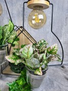 7758f2fab78dd5675e4d0d402db09d5c