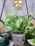 46ba0a84ef786104a13feb1f65becfa7