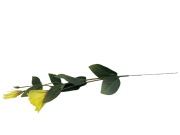 KWIATY SZTUCZNE EUSTOMA POJEDYNCZA MIX