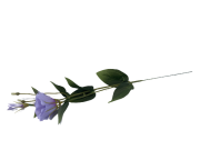 KWIATY SZTUCZNE EUSTOMA POJEDYNCZA MIX