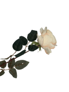 29139b84c26c56ec9638c38401a17e1b