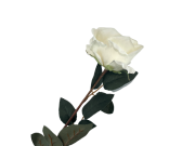 54d2ff20f7b934ebbad5847550568590