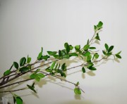 2e2b6a71cc5a77f7bada4581d32d31c7