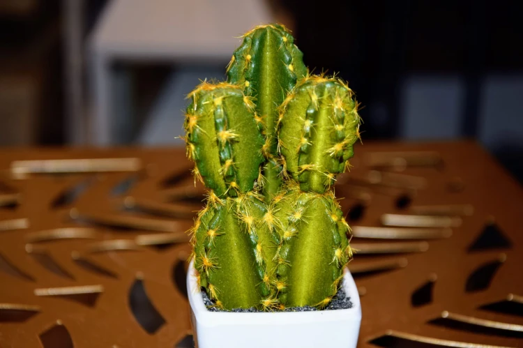 a04844d52af8a77edab1766d7d7c9201