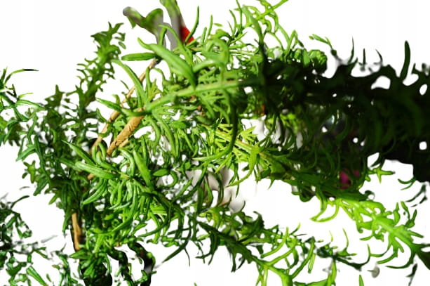 2135a4a49dd98048aa7811ce5bf7c482