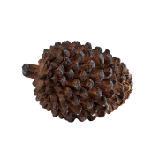 a5ae71a477ab5d35b3c5b0b05b3bcecf