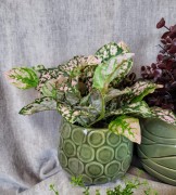 1b3bbd8edf9597918d78fba9d61c7d71