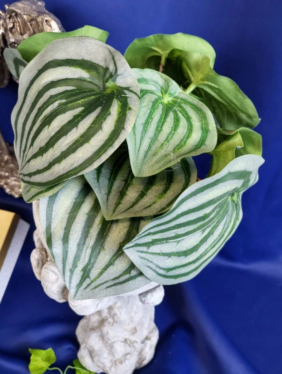 afb2c186824eee2392aa669bde418b77