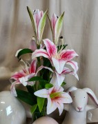 0c65e1f463c627f8631548f40326cc37