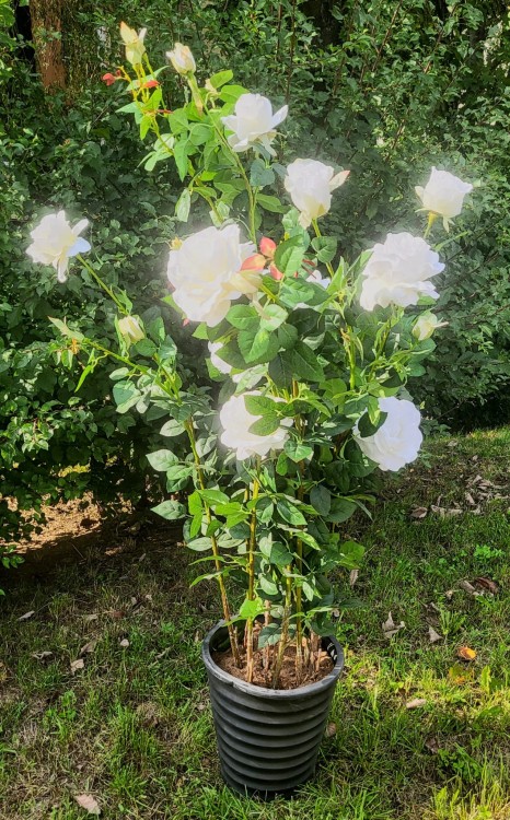 d4957883c5c7561aeb43261522b416a9