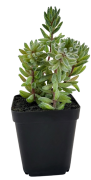SUKULENT W DONICZCE 18CM