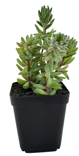 SUKULENT W DONICZCE 18CM