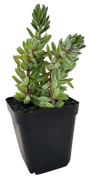 SUKULENT W DONICZCE 18CM