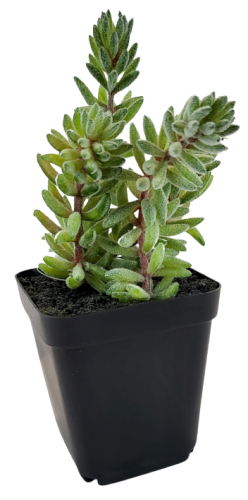 SUKULENT W DONICZCE 18CM