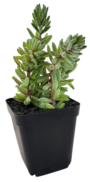 SUKULENT W DONICZCE 18CM