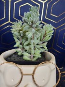 SUKULENT W DONICZCE 18CM