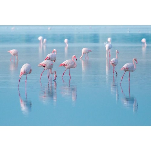 OBRAZ NA SZKLE FLAMINGOS 120X80