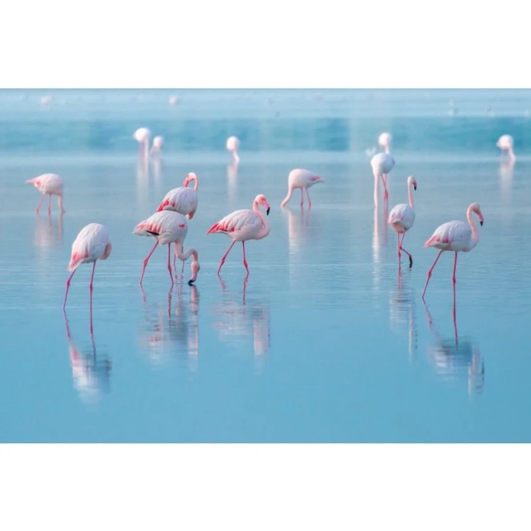OBRAZ NA SZKLE FLAMINGOS 120X80