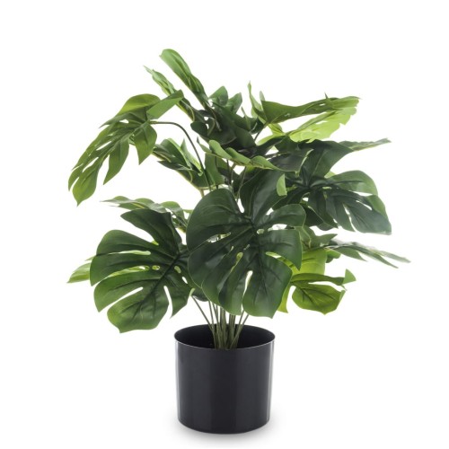 ROŚLINA DEKORACYJNA MONSTERA 55CM