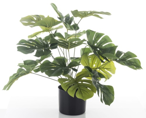 ROŚLINA DEKORACYJNA MONSTERA 55CM