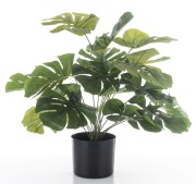 ROŚLINA DEKORACYJNA MONSTERA 55CM