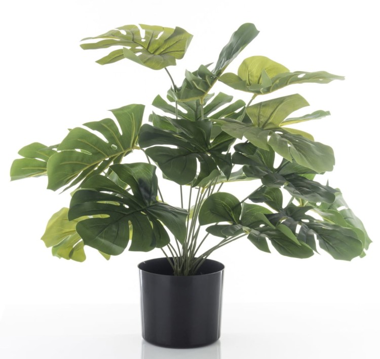 ROŚLINA DEKORACYJNA MONSTERA 55CM
