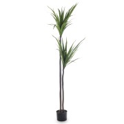 ROŚLINA DEKORACYJNA JUKA DRACENA 160CM
