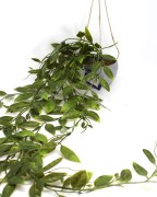 20e677224b4b911d9213813fb563839f