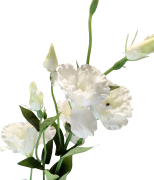 SZTUCZNY KWIAT EUSTOMA 80CM MIX KOLORÓW