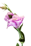 SZTUCZNY KWIAT EUSTOMA 80CM MIX KOLORÓW