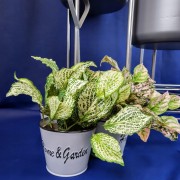 10a05a4dc40b3e643ad3751fe5f641a8