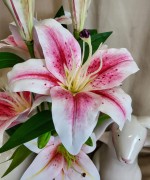 e445f16fbb640bc99e020f3cae68792c