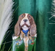 27f79e84ea80395d2df7f43672a9d8d8