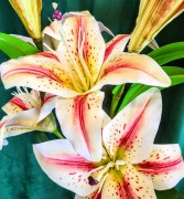 9ed0f2ee8126e7952074b4623d0cf264