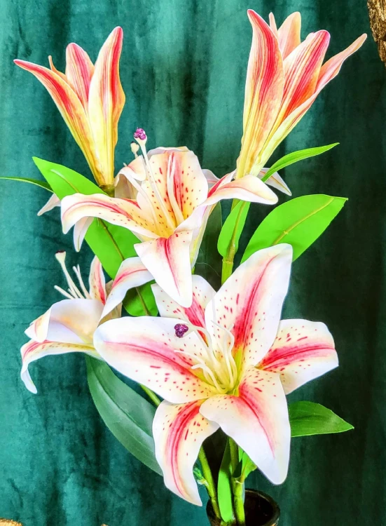 5709eaa1037bbe525eb84f49e40b2dc9