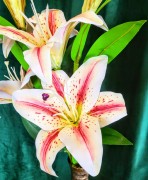 a4f998f1edc2ef88d291242bd1086b12