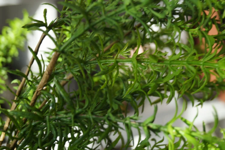 55165ac38b4b9f1d37c057c024cce2c2