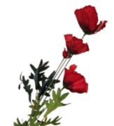 4d8b221db5cee10519dbe1667e5cd688