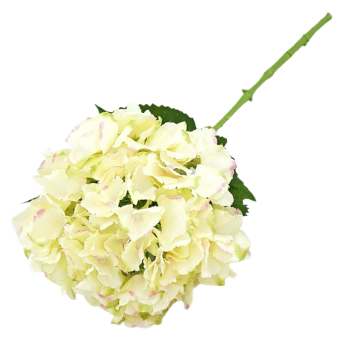HORTENSJA POJEDYNCZA 66CM