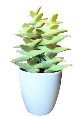 KAKTUS SZTUCZNY SUKULENT W DONICZCE 18,5CM