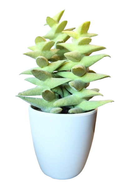 KAKTUS SZTUCZNY SUKULENT W DONICZCE 18,5CM